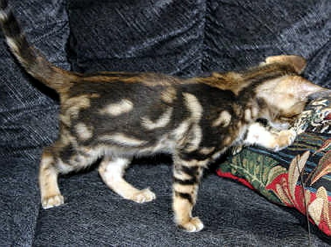 Trim 3_7_1 2004-09-14